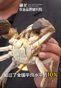 “汉川河蟹”2025年度“蟹王”“蟹后”诞生！