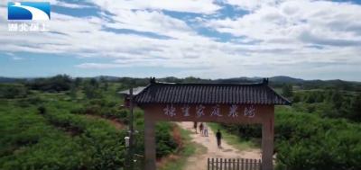 黄冈浠水：荒坡变果园 能人返乡带富一方