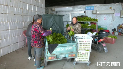湖北江陵：白菜苔抢鲜上市 亩产值约万元