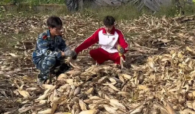 放假8天，大学生回家掰了7天半玉米：“我多弯一次腰，父母就少吃一点苦”