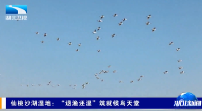 仙桃沙湖湿地：“退渔还湿”筑就候鸟天堂