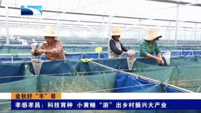 孝感孝昌：科技育种 小黄鳝“游”出乡村振兴大产业