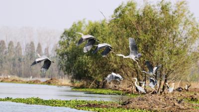 “十四五”期间潜江严格落实“十年禁渔” “微笑天使”江豚重现汉江潜江段