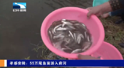 孝感安陆：55万尾鱼苗游入府河