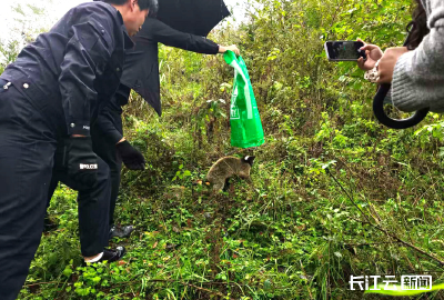 十堰竹山：花面狸夜闯小学 警民携手“狸”归山