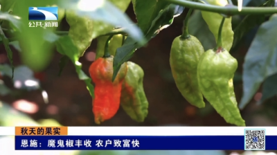 恩施：魔鬼椒丰收 农户致富快