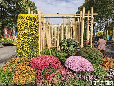 现实版“莫奈花园”来了！武汉金秋最大花展明日开幕