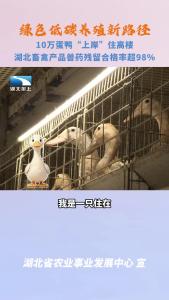 10万蛋鸭“上岸”住高楼 湖北探索绿色低碳养殖新路径