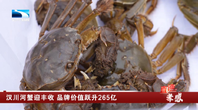 汉川河蟹迎丰收 品牌价值跃升265亿