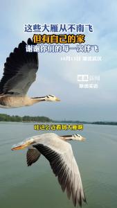 这些大雁不再南飞，但在东湖有了自己的家！谢谢你们的每一次伴飞