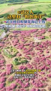@武汉人，这里有“粉色海洋”
