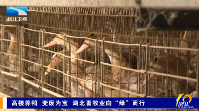 高楼养鸭 变废为宝 湖北畜牧业向“绿”而行