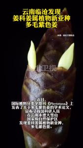 云南临沧发现姜科姜属植物新亚种多毛紫色姜