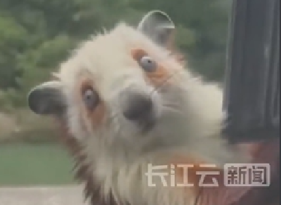 宜昌兴山：保护动物“红白鼯鼠”误闯村民家中 呆萌活泼