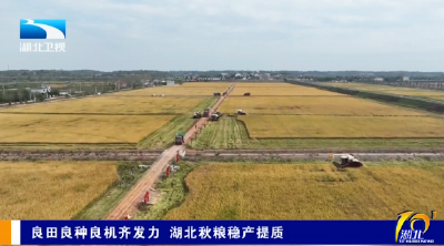 良田良种良机齐发力 湖北秋粮稳产提质