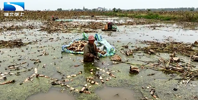 荆州公安：千亩藕塘迎丰收 “水中珍品”产销旺