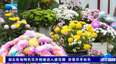 湖北各地特色花卉相继进入盛花期 游客尽享秋色