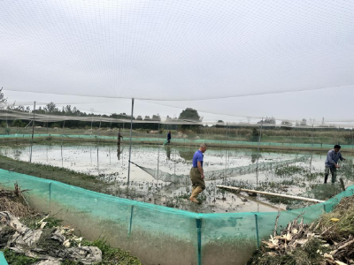 亩产值7万元！退伍军人何朝军把“冷门蛙”养成“共富蛙”