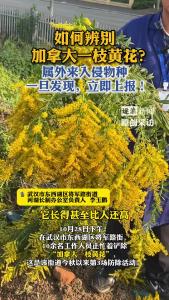 如何辨别加拿大一枝黄花？属外来入侵物种，一旦发现，立即上报！