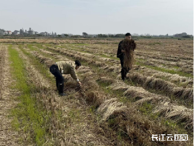 荆州江陵：下沉干部赋能“秸秆变金、渠水焕活、政策暖心”