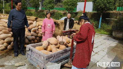 一地多收！十堰郧西林下南瓜 “甜蜜” 上市