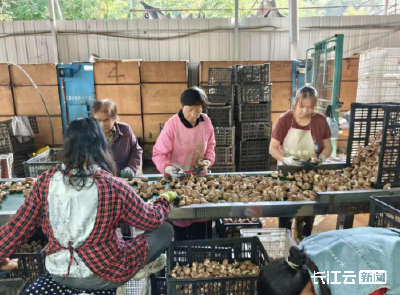 十堰郧西：朵朵香菇品相好 撑起乡村振兴 “增收伞”