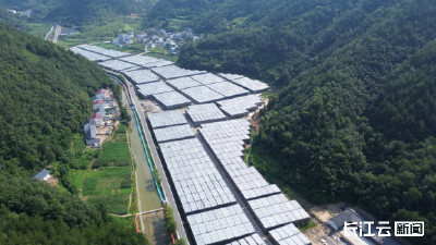 日产9.6万棒！十堰郧西养菌以“智”提效
