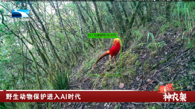 神农架：野生动物保护进入AI时代