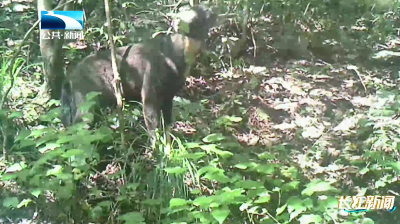 人与自然 | “岩壁舞者”集群亮相 红外相机见证生态向好的生动答卷