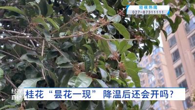 桂花“昙花一现” 降温后还会开吗？