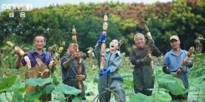 湖北人种了1000年莲藕
