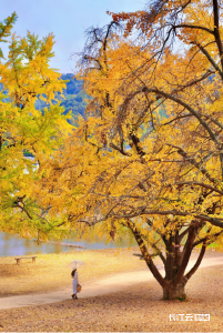 别再怀念“草莽”的过去了！银杏谷有更高阶的打开方式