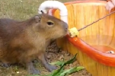 下雪天，襄阳一景区水豚营业陪泡温泉！