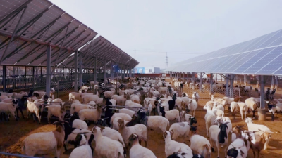 大国小村｜跨越2400多公里，这段山海情缘，开出“富裕”花