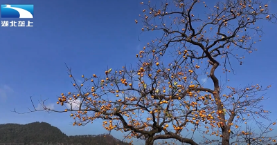 黄冈罗田：小甜柿带火文旅产业