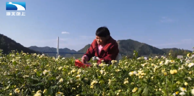 十堰郧阳：从花海到货架 打造菊花全产业链