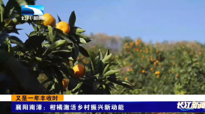 襄阳南漳：柑橘激活乡村振兴新动能