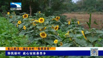 长江关注：湖北乡村“各美其美”丨移民新村 此心安处是吾乡