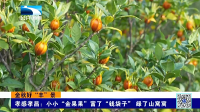 孝感孝昌：小小“金果果”富了“钱袋子” 绿了山窝窝