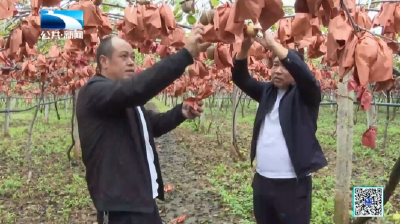 新时代的我们｜返乡新农人朱进安：猕猴桃“结出”乡村致富果