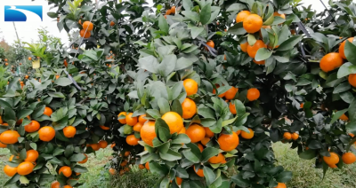 宜昌当阳：浙赣鄂专家赋能湖北柑橘产业高质量发展