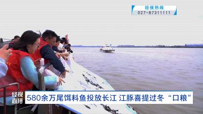 580余万尾饵料鱼投放长江 江豚喜提过冬“口粮”