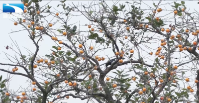 黄冈罗田：最大树龄500岁 古柿树群结硕果