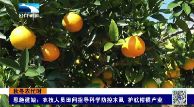 恩施建始：农技人员田间指导科学防控木虱 护航柑橘产业