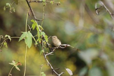 神农架首次记录苍头燕雀 今年新增10种鸟类
