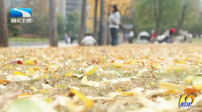 “落叶缓扫”——诗意背后的治理温度