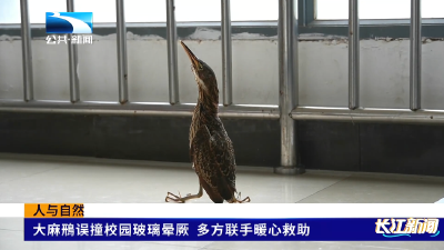 人与自然｜大麻鳽误撞校园玻璃晕厥 多方联手暖心救助