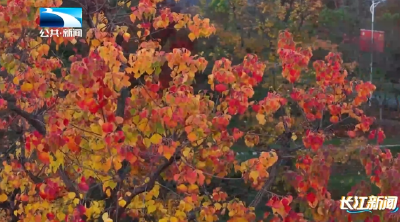 孝感大悟：红叶为幕 青春放歌 游客共赏“红”色盛典