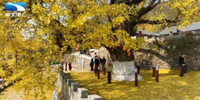 知音湖北：一树一泉引客来 文旅融合促增收