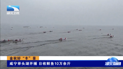 金秋好“丰”景｜咸宁斧头湖开捕 日收鲜鱼10万余斤